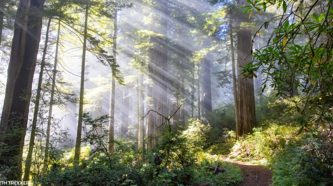 Damnation Creek Trail Photo