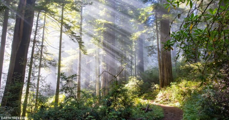 Damnation Creek Trail Photo