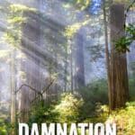 How to hike the Damnation Creek Trail in Del Norte Coast Redwoods State Park, California.