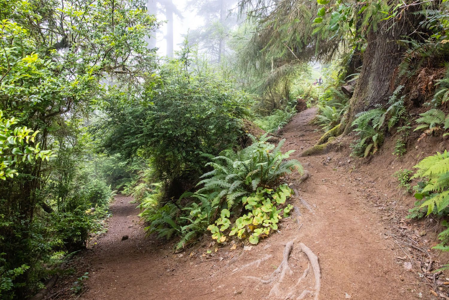 Damnation Creek Trail Switchbacks