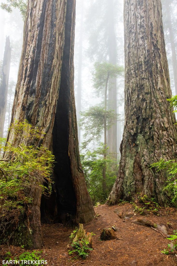 Photo of the Damnation Creek Trail in Del Norte Coast Redwoods