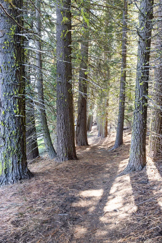 Manzanita Lake Loop Trail