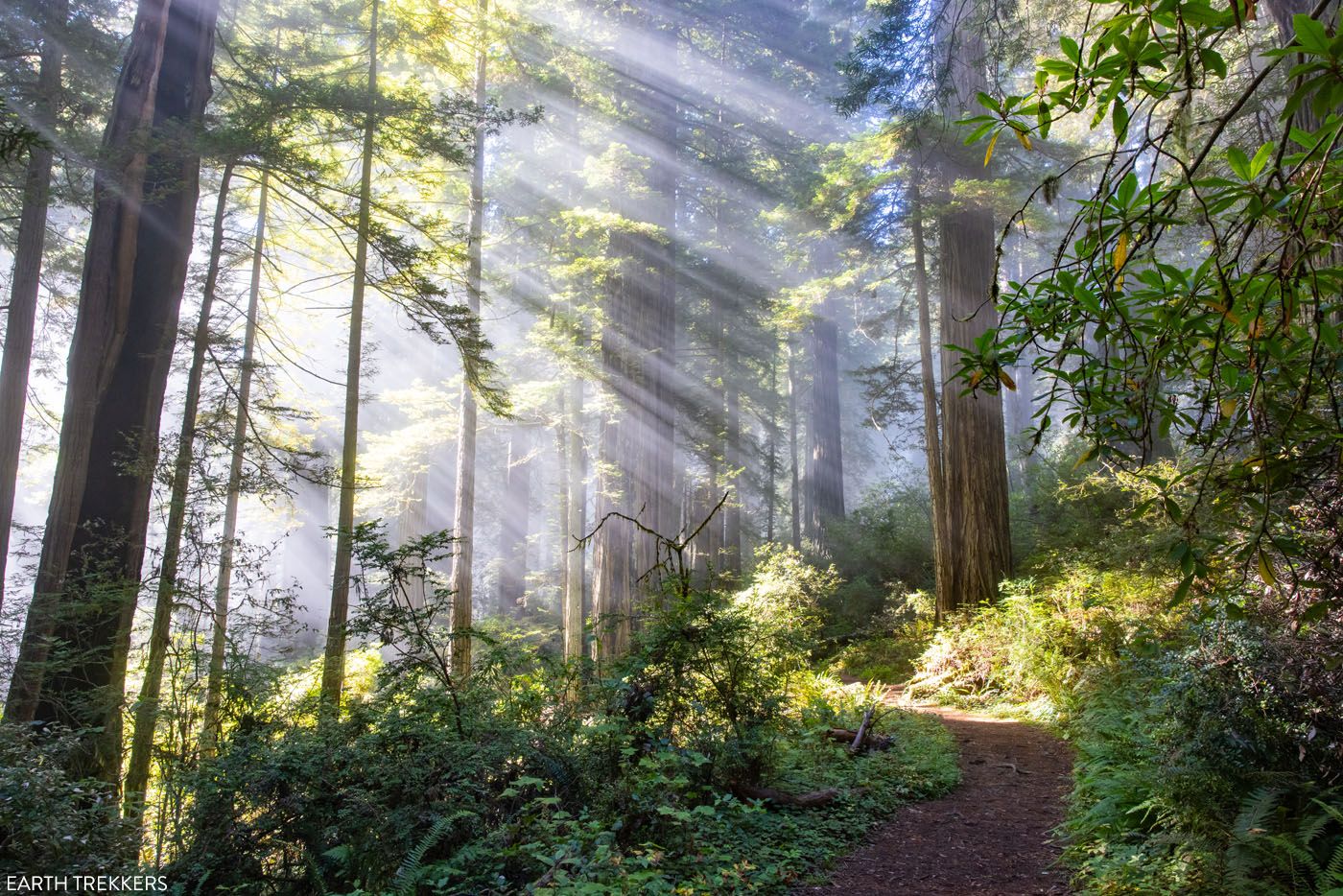 Redwood Forest Fog and Sun Rays
