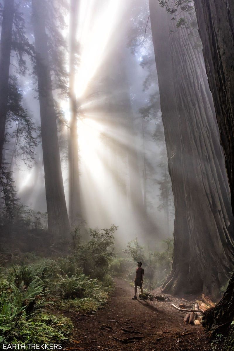 Redwood Forest Photo Sun and Fog