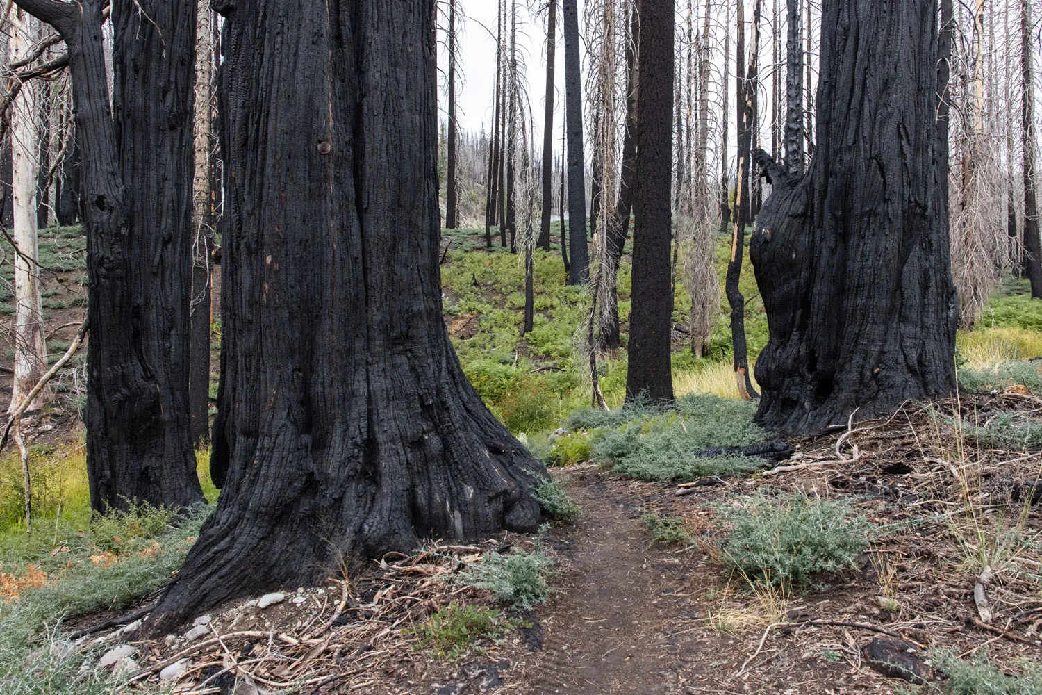 Warner Valley Burned Forest